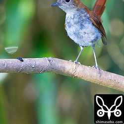 ホントウアカヒゲのメス。まだ、幼い感じでした。