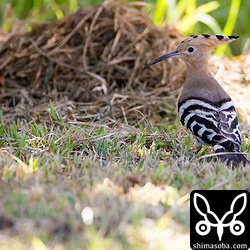 多少落ち着くと地面におりて餌探し。渡ってきたばかりの模様。