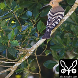時折、カラスに追われていました。