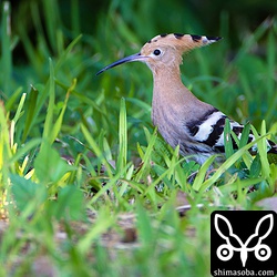 芝生で餌探し。あまり餌のゴキブリは多くないようでした。雨が降らず暑い日が続いているからかなー。