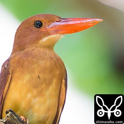 くちばしの根元が黒ずんでいるのが今年生まれの証。