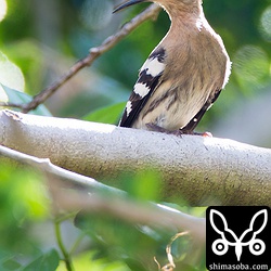 車が通ると驚いて木にとまっていました。