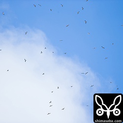 本日最大のタカ柱。200羽程度。