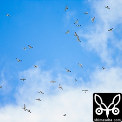 本日、唯一のタカ柱。密度も濃く最高のタカ柱でした。