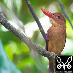 ヒヨドリに驚いていました。