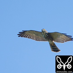こちらも幼鳥。今のところ、群れの中の幼鳥の割合が多いです。