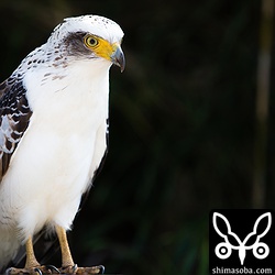 200mmでも撮ってみました。レンズキャップをサトウキビ畑に忘れてきてしまいました…。^^;