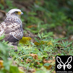 何かを捕まえましたが、見えませんでした。^^;
