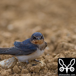 台風18号の影響で強風が吹いているのでツバメは地面で休憩していました。
