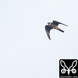 チョウが観察場所を越えていくとそこへチゴハヤブサがアタックしていました。捕まえはせずにじゃれただけでした。