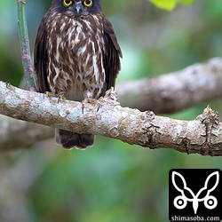 以前いたアオバズクはこの枝の真下で死んでいました。撮影中もレンタカーやタクシーがスピードを出しているので心配です。みなさんスピードは控えめに。