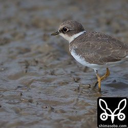 コチドリはゼンマイ仕掛けの様に走ったり止まったりがかわいいですね。^^