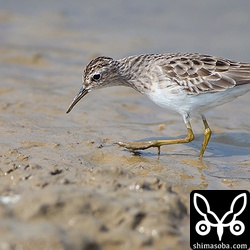 ヒバリシギとコチドリの群れも近くの田んぼに。