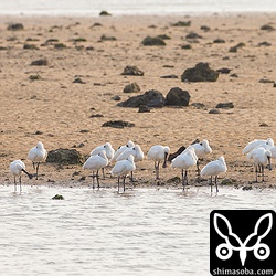 18羽のクロツラヘラサギですが、疲れているようで寝っぱなし。^^;
