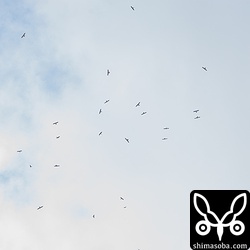 200羽弱の群れが頭上を通過したのですが、気づくのが遅く、かなり高度を上げてしまいました。