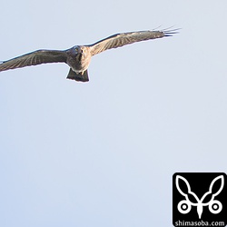 サシバの成鳥。