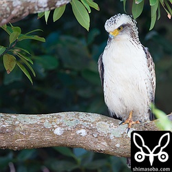 今年最初に見つけた個体。いつも御嶽の近くにいます。御嶽は立ち入り禁止なんで、道路からの撮影。