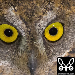 ISO5000でシャッタースピード1/30秒の等倍。7D Mark II が高感度良くなっているそうですが、ISO5000ぐらいまで使えるといいですねー。どうなんでしょうか?光はLEDの街灯だけです。