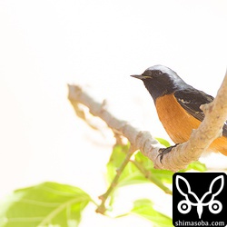 ど逆光…。^^; 今日は27度と暑かったので、木陰で休憩です。