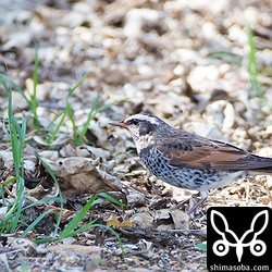 ツグミは警戒心は強くないのですが、この個体はシロハラに追われてなかなか撮影できず…。
