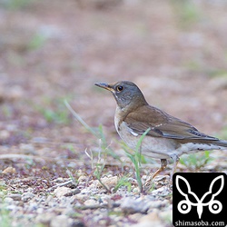 クワの実を食ったり、地面の虫を捕まえたりしていました。渡ってきて間もないので警戒心が強いです。