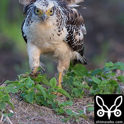 走るカンムリワシ。^^