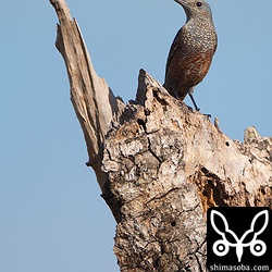 サシバの止まる木にイソヒヨドリが。