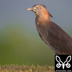 ズグロミゾゴイは地中のミミズを見事に探し当てます。