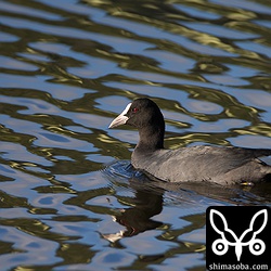 近くにはオオバンの群れが。