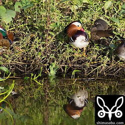 陸に上がって羽繕いなどしたあと、メスはねてしまいました。