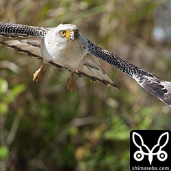 師匠と一緒に撮ったカンムリワシ。残念ながら後ろに白いポールが写ってしまったのでトリミング…。^^;ちなみに、師匠は幼鳥を12個体確認しています。さすがです。