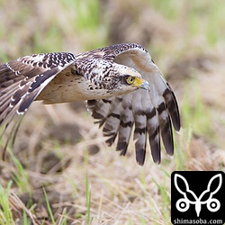 カンムリワシが飛ぶと赤い蜂のような虫が地面から飛び立ちます。カンムリワシの右斜め下に写っている赤いのがそれ。なんだろー?