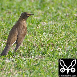 アカハラは芝生や田んぼの畦にたくさん入っています。