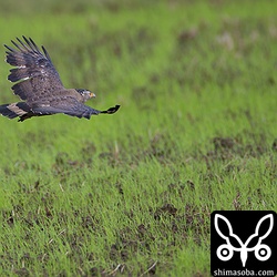 成鳥は1羽だけ。