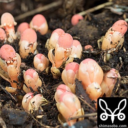 土や枯葉をおしのけて、地上に顔を出します。