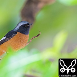 ジョウビタキのオス。これは石崎半島ではなく崎枝半島にいた個体。人を恐れない個体です。