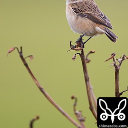 このノビタキはチョウゲンボウに襲われそうになっていました。^^;