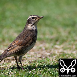 同じツグミの仲間でもシロハラ、アカハラに比べると警戒心はかなりうすい。