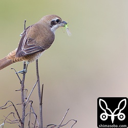 シマアカモズがバッタを捕まえました。