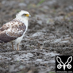 この幼鳥も何度追い払われてもこのあたりにいる。
