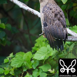 カンちゃんの相方かなー?