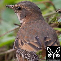 上の写真の等倍です。