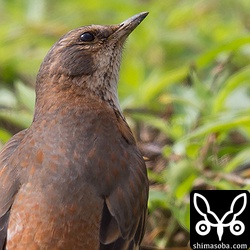 これも同じくEF600 F4L IS II USM と EXTENDER EF2×III をつけてのテストです。等倍写真になります。以前のロクヨンと2倍エクステンダーは目のキャッチライトが紫色っぽくなってしまっていたのですが、新型は自然な色です。