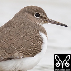 曇天の下でも解像しています。こちらも等倍写真です。