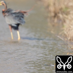 結局、そこに放置して去っていきました。犬死なシロハラ(画面右下)。^^;