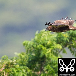 稜線を優雅に舞っていました。