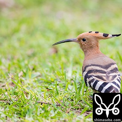 芝生の中からゴキブリを探し出していました。^^