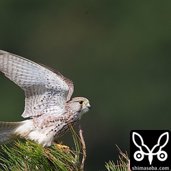 チョウゲンボウの幼鳥が松の木に止まりました。