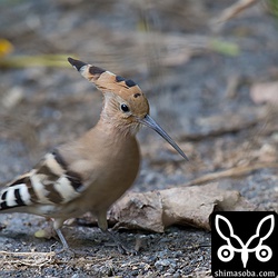 珍しく暗めの林道にいました。上のヤツガシラから200メートルぐらいしか離れていないので同じ個体かと思いましたが、拡大して確認してみると換羽の状態から判断して別の個体でした。^^;