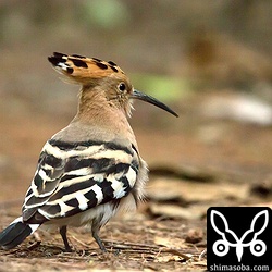 露出を大失敗に気づいた時にはすでに藪の中へ…。^^; これだけ崎枝半島の個体。